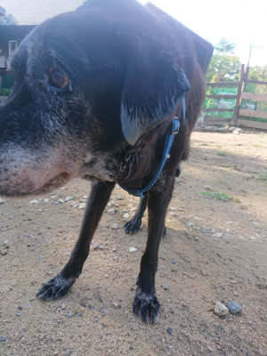f:id:roukenhome-ann:20190826150727j:plain