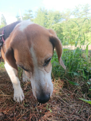 f:id:roukenhome-ann:20190826150907j:plain