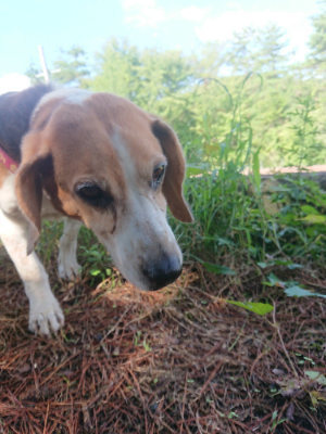 f:id:roukenhome-ann:20190826150914j:plain