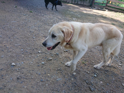 f:id:roukenhome-ann:20190826150943j:plain