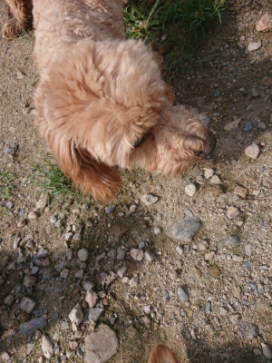 f:id:roukenhome-ann:20190826173842j:plain