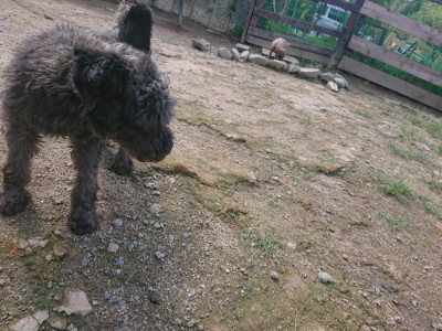 f:id:roukenhome-ann:20190826174001j:plain