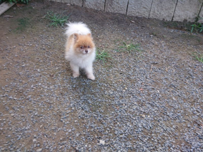 f:id:roukenhome-ann:20190826174031j:plain