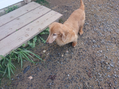 f:id:roukenhome-ann:20190826181623j:plain