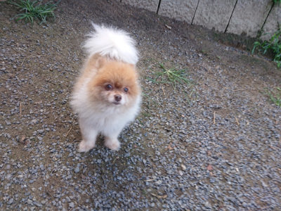 f:id:roukenhome-ann:20190826181630j:plain