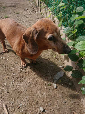 f:id:roukenhome-ann:20190826181906j:plain