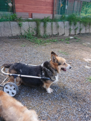 f:id:roukenhome-ann:20190826183457j:plain