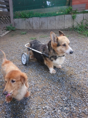 f:id:roukenhome-ann:20190826183520j:plain