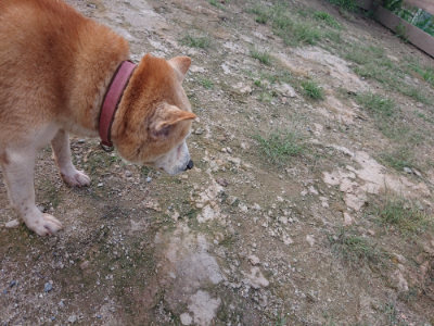 f:id:roukenhome-ann:20190826185409j:plain