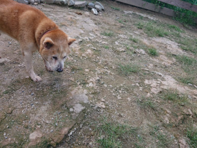 f:id:roukenhome-ann:20190826185431j:plain