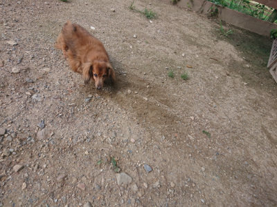 f:id:roukenhome-ann:20190826190602j:plain