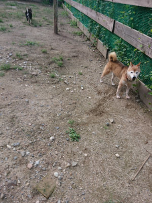 f:id:roukenhome-ann:20190826190608j:plain