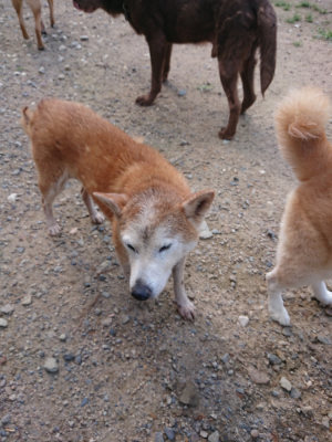 f:id:roukenhome-ann:20190826190749j:plain