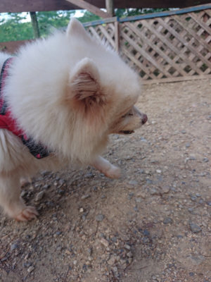 f:id:roukenhome-ann:20190826190842j:plain
