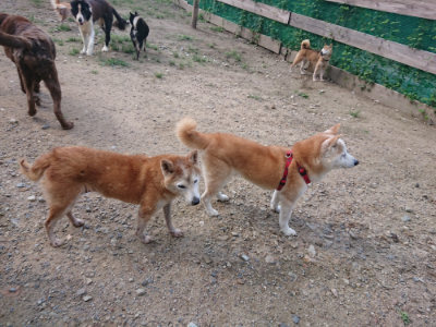 f:id:roukenhome-ann:20190826190924j:plain