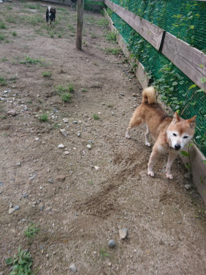 f:id:roukenhome-ann:20190826191030j:plain