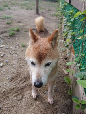 f:id:roukenhome-ann:20190826193935j:plain