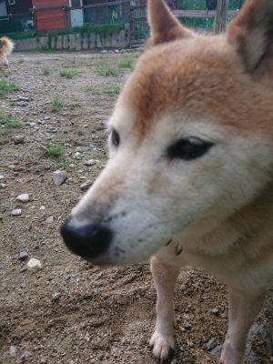 f:id:roukenhome-ann:20190826194132j:plain