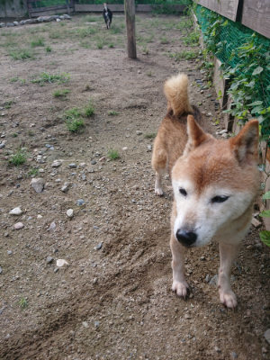 f:id:roukenhome-ann:20190826194214j:plain