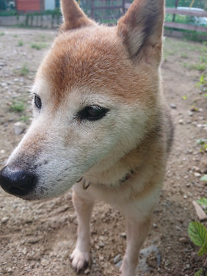 f:id:roukenhome-ann:20190826194239j:plain