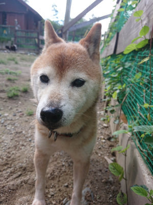 f:id:roukenhome-ann:20190826195448j:plain