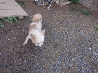 f:id:roukenhome-ann:20190826195643j:plain