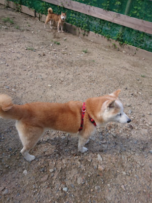 f:id:roukenhome-ann:20190826195736j:plain