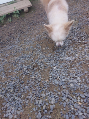 f:id:roukenhome-ann:20190826195751j:plain
