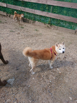 f:id:roukenhome-ann:20190826195804j:plain