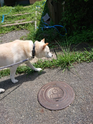 f:id:roukenhome-ann:20190826201108j:plain