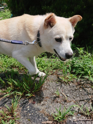 f:id:roukenhome-ann:20190826201121j:plain