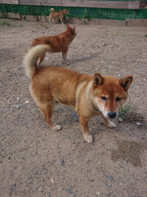 f:id:roukenhome-ann:20190826203906j:plain