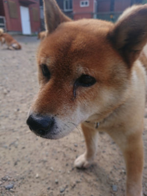 f:id:roukenhome-ann:20190826203920j:plain