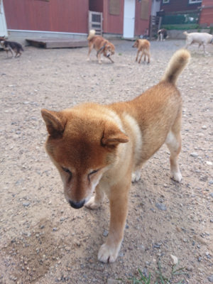 f:id:roukenhome-ann:20190826203926j:plain
