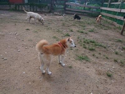 f:id:roukenhome-ann:20190826204033j:plain