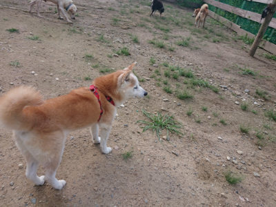 f:id:roukenhome-ann:20190826204039j:plain