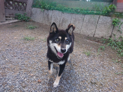 f:id:roukenhome-ann:20190826204102j:plain