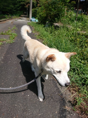 f:id:roukenhome-ann:20190827144900j:plain