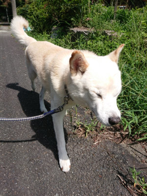 f:id:roukenhome-ann:20190827144909j:plain