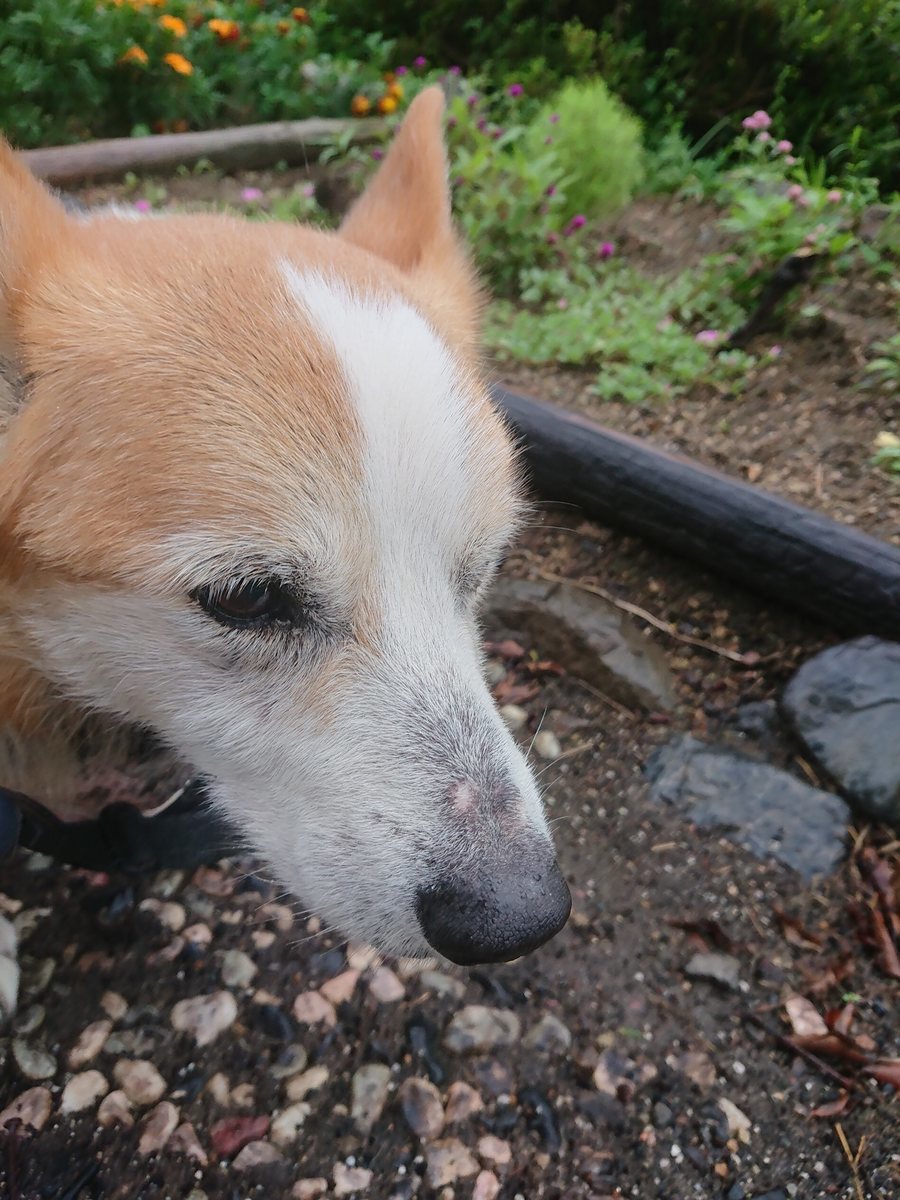 f:id:roukenhome-ann:20190827182152j:plain