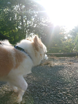 f:id:roukenhome-ann:20190828075221j:plain