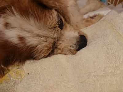 f:id:roukenhome-ann:20190828075439j:plain