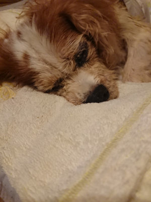 f:id:roukenhome-ann:20190828075503j:plain