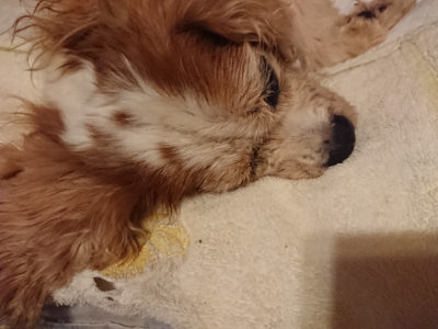 f:id:roukenhome-ann:20190828075513j:plain