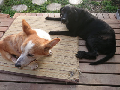 f:id:roukenhome-ann:20190828075631j:plain