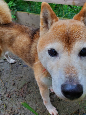 f:id:roukenhome-ann:20190829194952j:plain