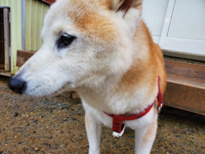 f:id:roukenhome-ann:20190829200045j:plain
