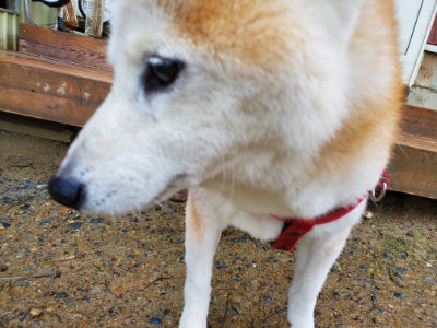 f:id:roukenhome-ann:20190829200056j:plain