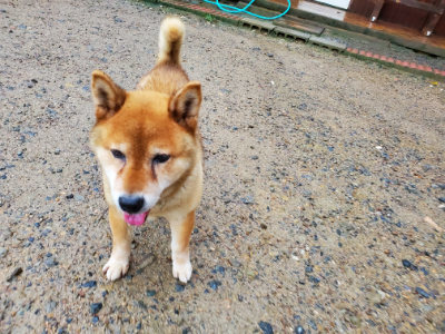 f:id:roukenhome-ann:20190829202417j:plain