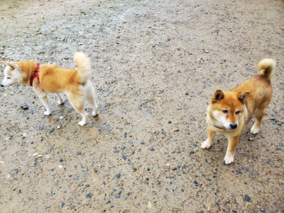 f:id:roukenhome-ann:20190829202707j:plain